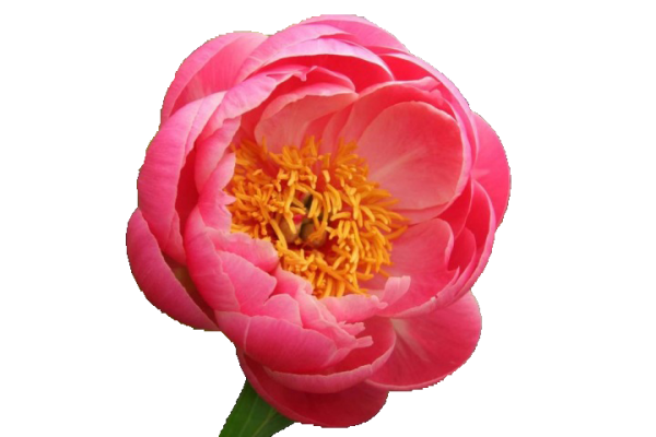 Пион Корал Сансет